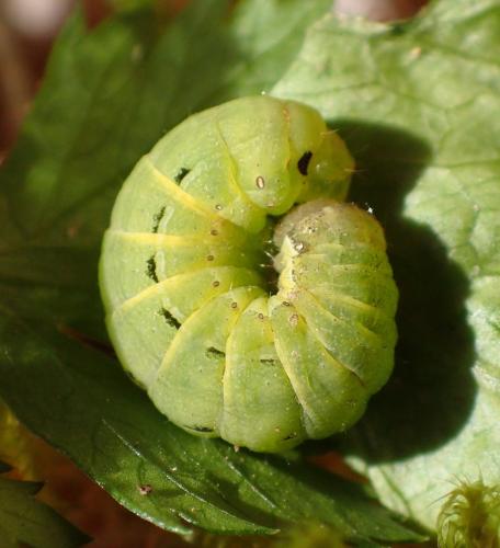 Noctua pronuba